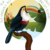 Tucano